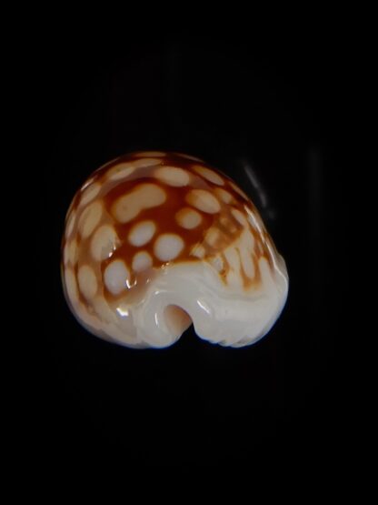 Cribrarula cribraria 21,40 mm gem-47105