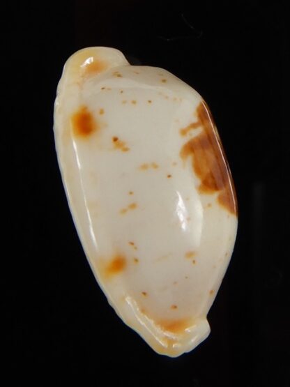 Bistolida stolida aureliae 22,4 mm Gem-46904