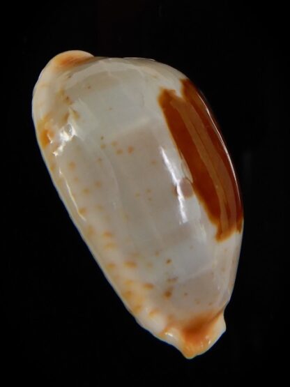 Bistolida stolida aureliae 27.76 mm Gem-46876