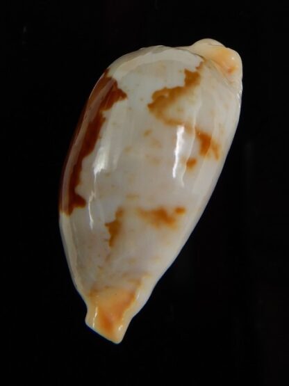 Bistolida stolida aureliae 27.76 mm Gem-46878