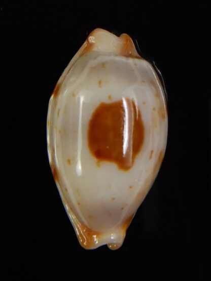 Bistolida stolida aureliae 21.78 mm Gem-46891