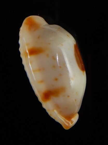 Bistolida stolida aureliae 21.78 mm Gem-46889