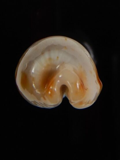 Bistolida stolida aureliae 21.78 mm Gem-46890