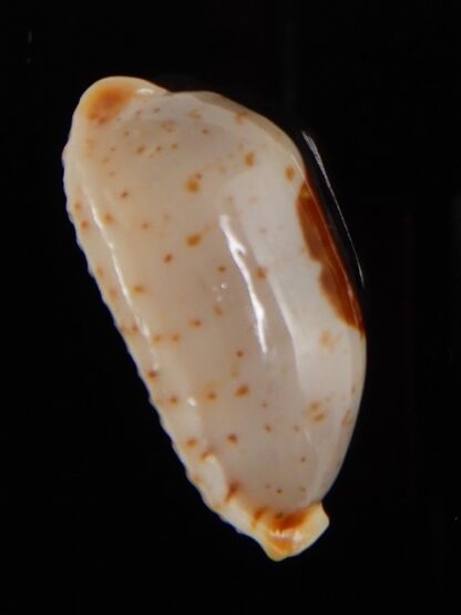 Bistolida stolida aureliae 25,84 mm Gem-46933