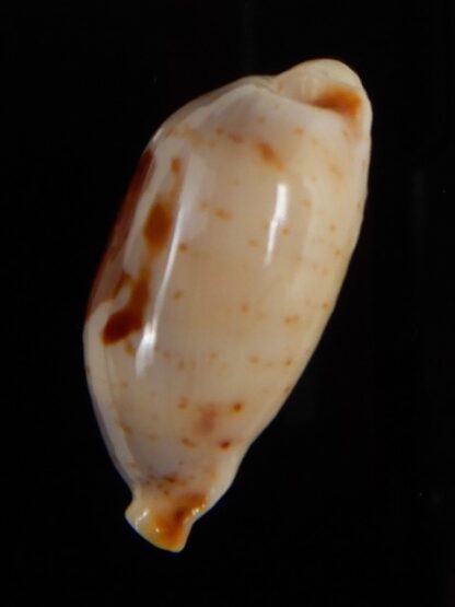 Bistolida stolida aureliae 25,84 mm Gem-46931