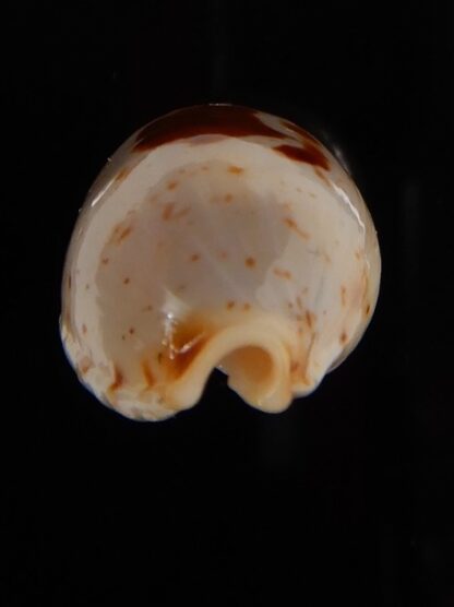 Bistolida stolida aureliae 25,84 mm Gem-46930