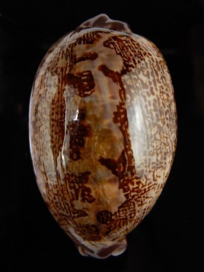 Leporicypraea rosea aliwalensis 66,48 mm Gem-47326