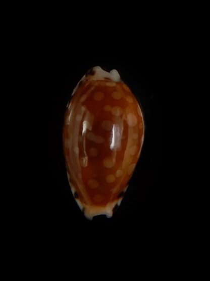 Cribrarula cumingii " Dwarf population" 13,28 mm Gem-47286