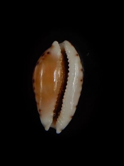 Cribrarula cumingii " Dwarf population" 13,28 mm Gem-47287