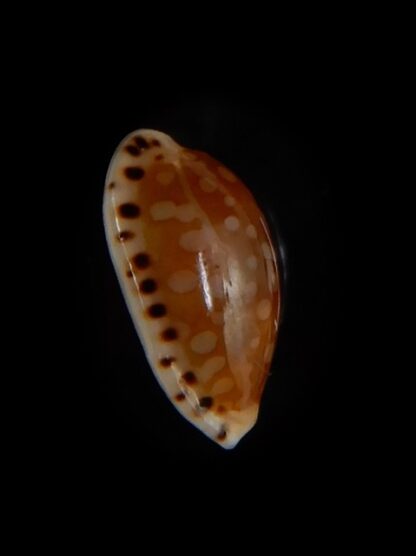 Cribrarula cumingii " Dwarf population" 13,28 mm Gem-47288