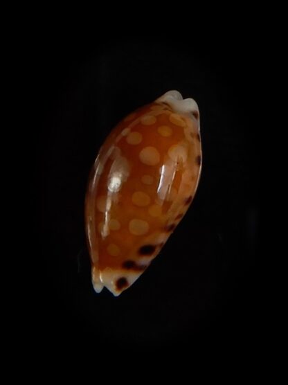 Cribrarula cumingii " Dwarf population" 13,28 mm Gem-47285