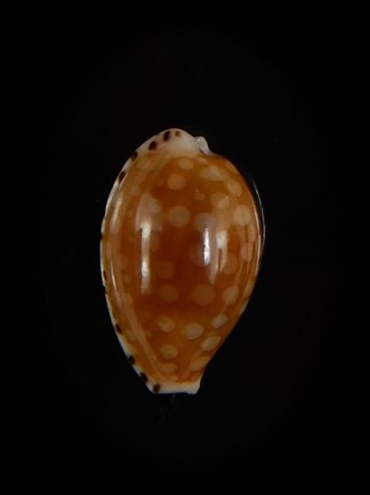 Cribrarula cumingii " Dwarf population" 13,35 mm Gem-47302