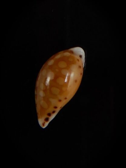Cribrarula cumingii " Dwarf population" 13,35 mm Gem-47301