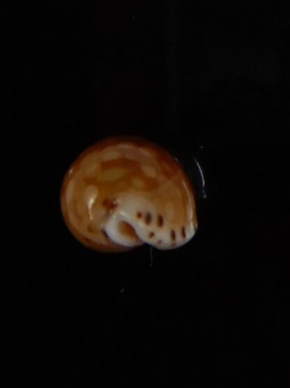 Cribrarula cumingii " Dwarf population" 13,35 mm Gem-47304