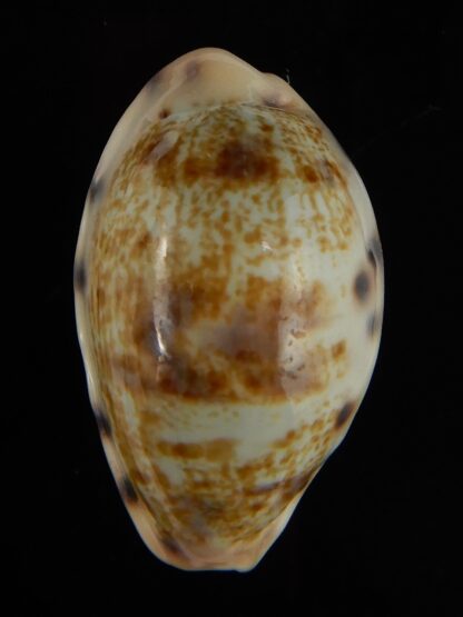 Talostolida pellucens polynesiana 27,44 mm Gem -47272