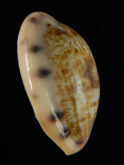 Talostolida pellucens polynesiana 27,44 mm Gem -47278