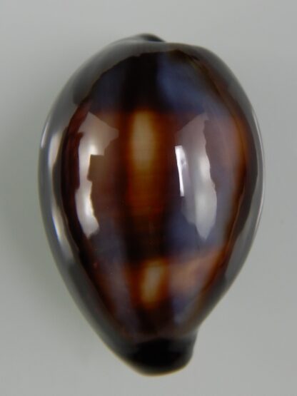 Erronea onyx onyx " SP pattern" 36,98 mm Gem-47402