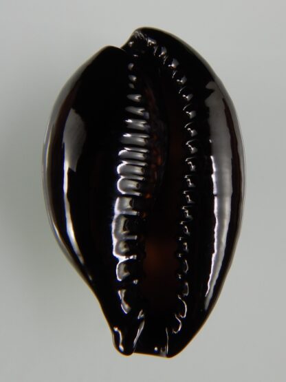 Erronea onyx onyx " SP pattern" 36,98 mm Gem-47403