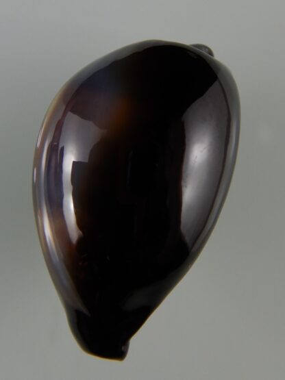 Erronea onyx onyx " SP pattern" 36,98 mm Gem-47407