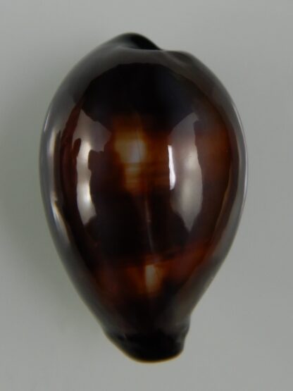 Erronea onyx onyx " SP pattern" 35,75 mm Gem-47388