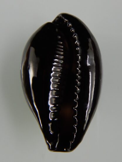 Erronea onyx onyx " SP pattern" 35,75 mm Gem-47389