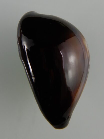 Erronea onyx onyx " SP pattern" 35,75 mm Gem-47391