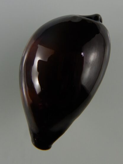 Erronea onyx onyx " SP pattern" 35,75 mm Gem-47390