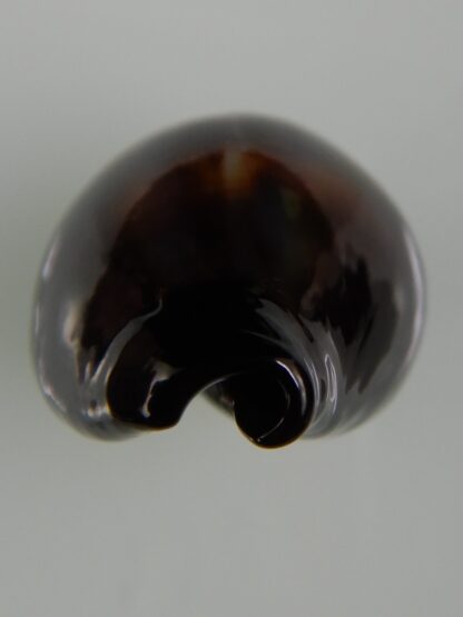 Erronea onyx onyx " SP pattern" 35,75 mm Gem-47394