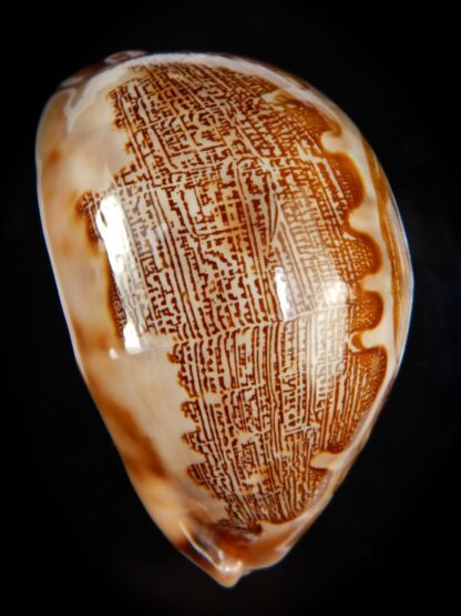 Leporicypraea mappa mappa 74,15 mm Gem -47440