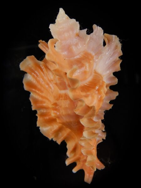 Timbellus phyllopterus ... Big size ... 77,74 mm Gem-47468