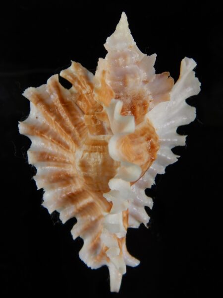 Timbellus phyllopterus Very Big size 82,17 mm Gem-47487