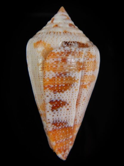 Tenorioconus monicae 53,44 mm F+++/Gem-47627