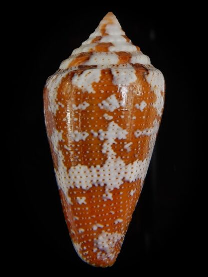 Tenorioconus monicae 37,21 mm Gem-47605