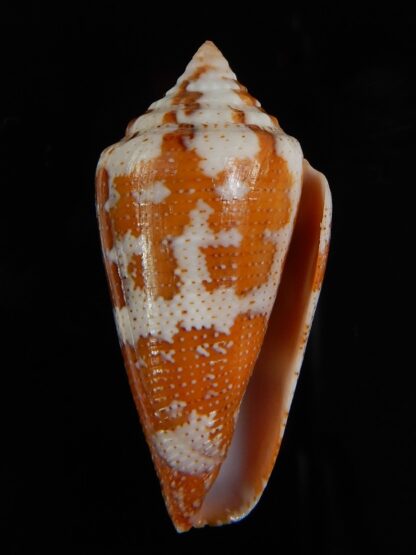 Tenorioconus monicae 37,21 mm Gem-47603