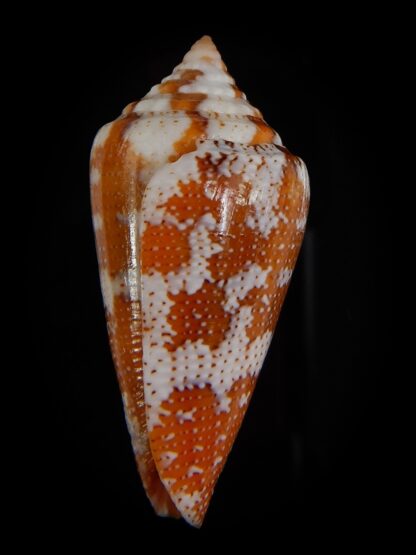 Tenorioconus monicae 37,21 mm Gem-47607
