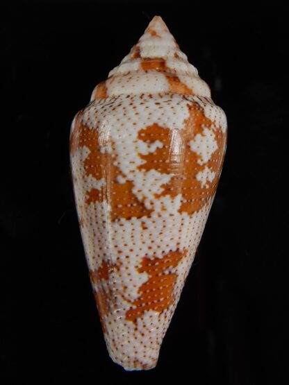 Tenorioconus monicae 42,32 mm Gem-47613