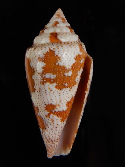 Tenorioconus monicae 42,32 mm Gem-47615