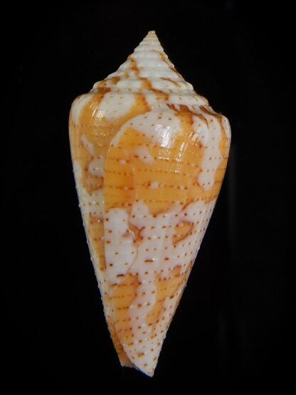 Tenorioconus dominicanus 32,50 mm F+++-47570