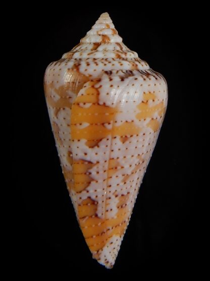 Tenorioconus dominicanus 35,63 mm Gem-47579