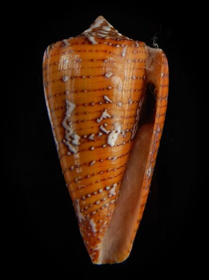 Tenorioconus cedonulli 38,54 mm Gem-47561
