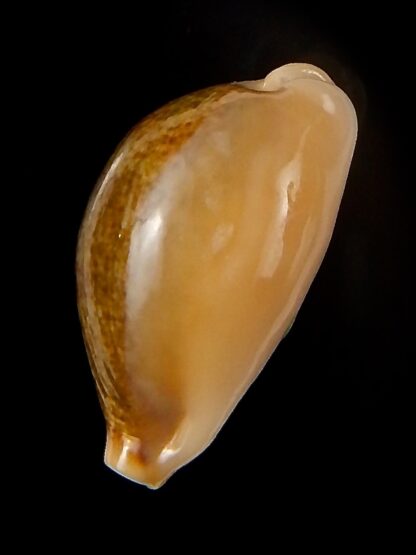 Erronea ovum chrysostoma 27,32 mm Gem-47196