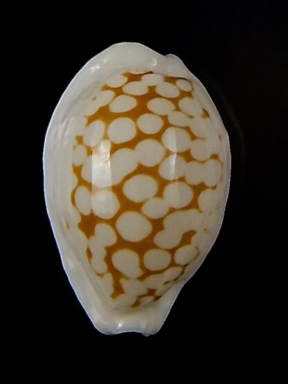 Cribrarula cribraria melwardi ... 21.64 mm Gem-47156