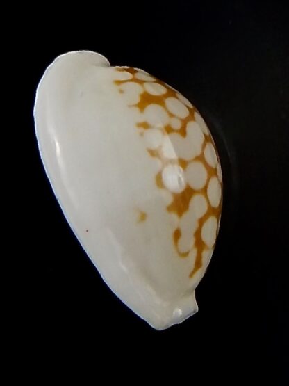 Cribrarula cribraria melwardi ... 21.64 mm Gem-47158