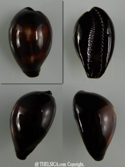 Erronea onyx onyx " SP pattern" 35,75 mm Gem-0