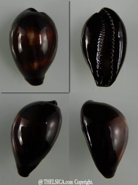 Erronea onyx onyx " SP pattern" 35,75 mm Gem-0