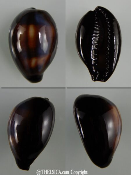 Erronea onyx onyx " SP pattern" 36,98 mm Gem-0