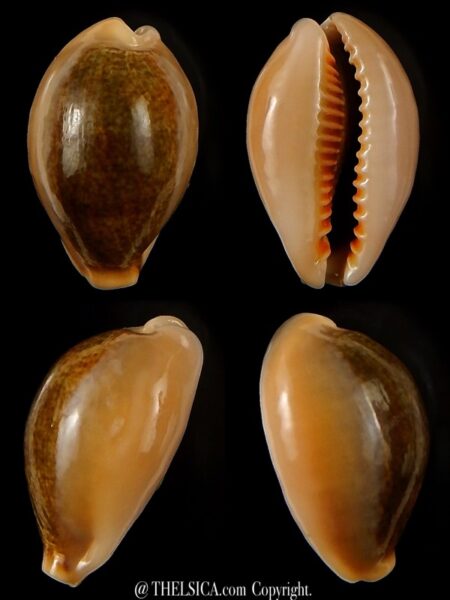 Erronea ovum chrysostoma 27,32 mm Gem-0