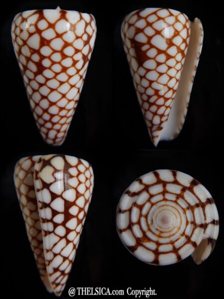 Eugeniconus marchionatus ..Big size... 47,07 mm Gem-0