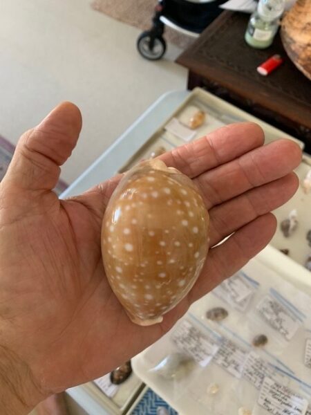 Lyncina vitellus " GIANT " 87.83 mm Gem -0