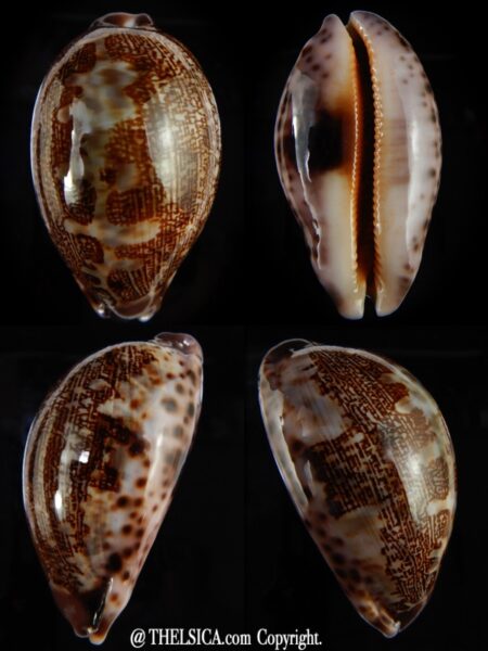 Leporicypraea mappa admirabilis 71,30 mm Gem-0